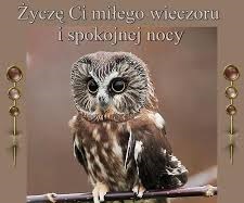Sowa miłego wieczoru